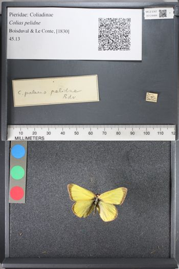 Media type: image;   Entomology 124484